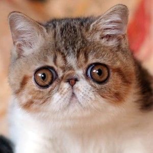 Meet your Posher, Chloe